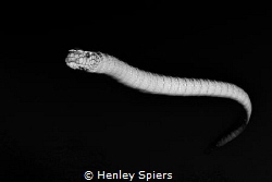 Banded Sea Krait on the Prowl by Henley Spiers 